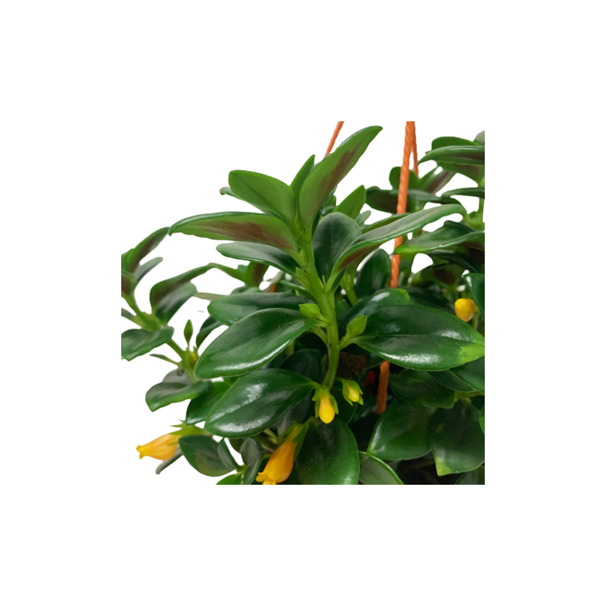 nematanthus (goldfish plant)