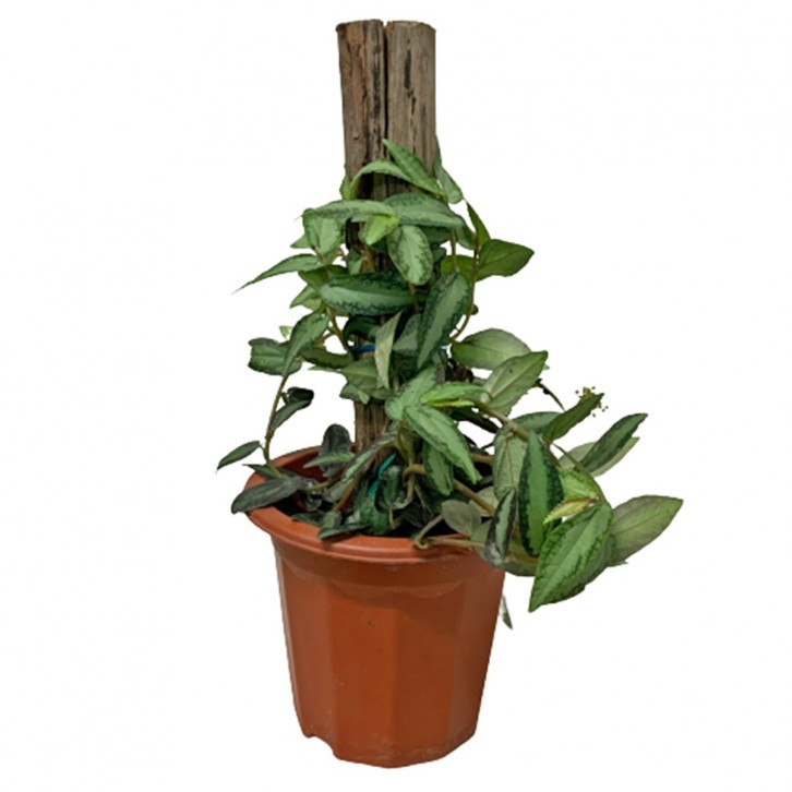 Pellionia repens with Support Pole