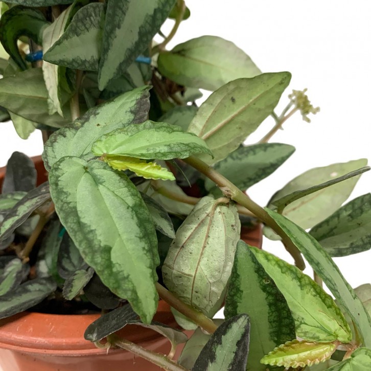 Pellionia repens with Support Pole