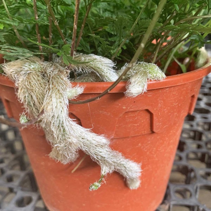 Davallia fejeensis Fern (Rabbit's Foot)