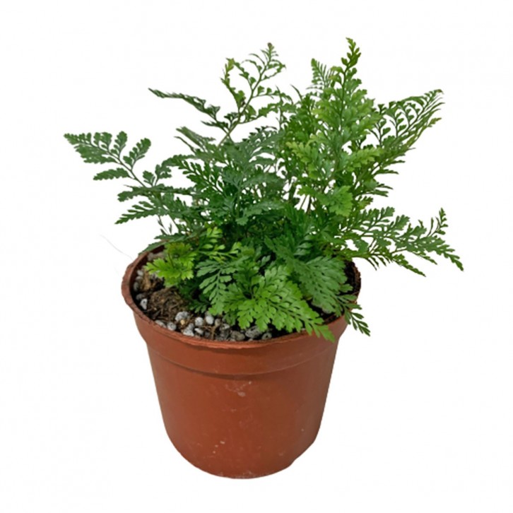 Davallia fejeensis Fern (Rabbit's Foot)