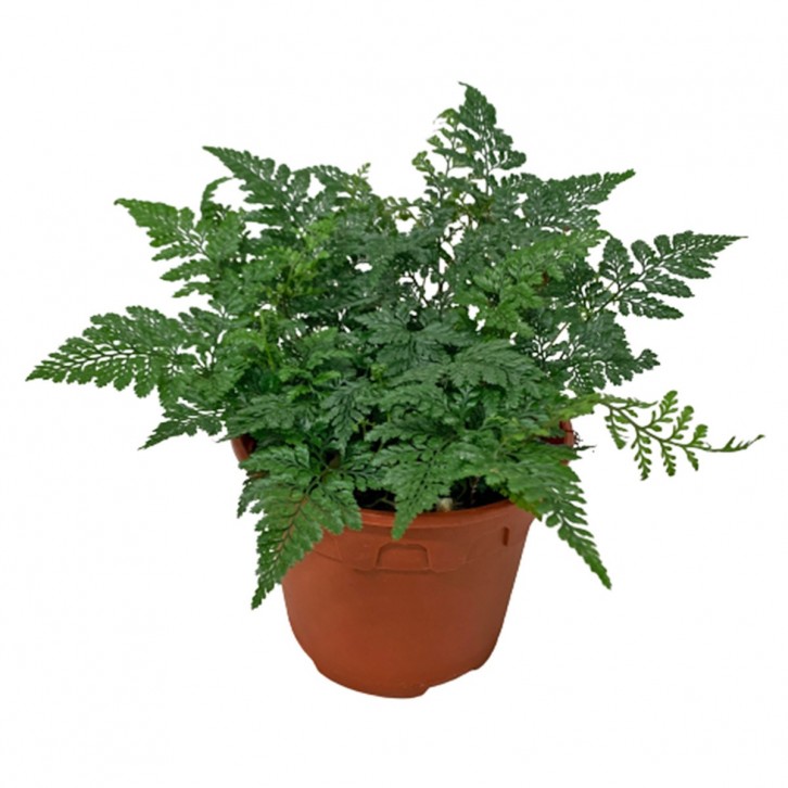 Davallia fejeensis Fern (Rabbit's Foot)