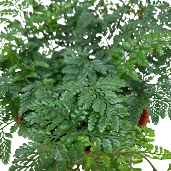 Davallia fejeensis Fern (Rabbit's Foot)