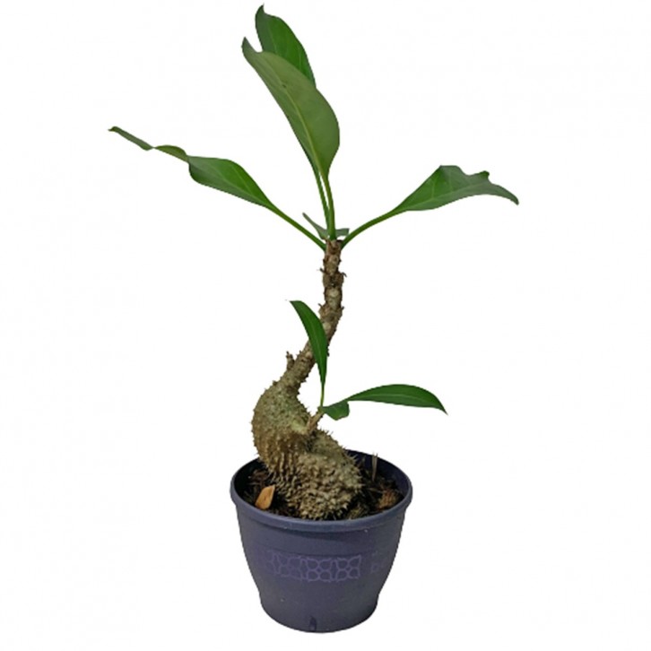 Myrmecodia Beccarii (Ant Plant)