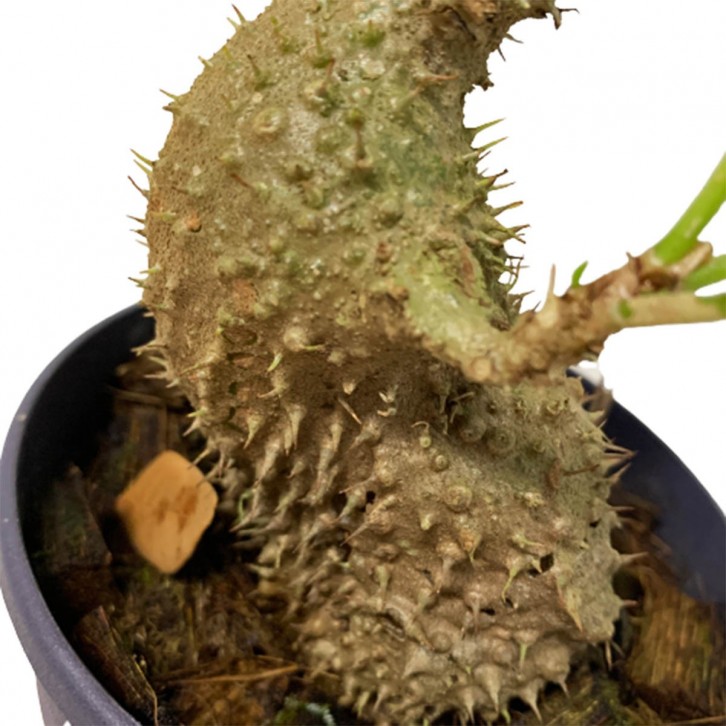 Myrmecodia Beccarii (Ant Plant)