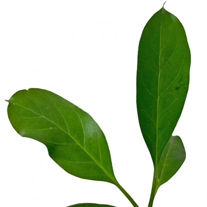 Myrmecodia Beccarii (Ant Plant)