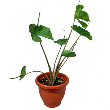 Alocasia Macrorrhizos 'Stingray'