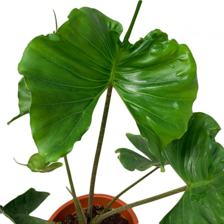 Alocasia Macrorrhizos 'Stingray'