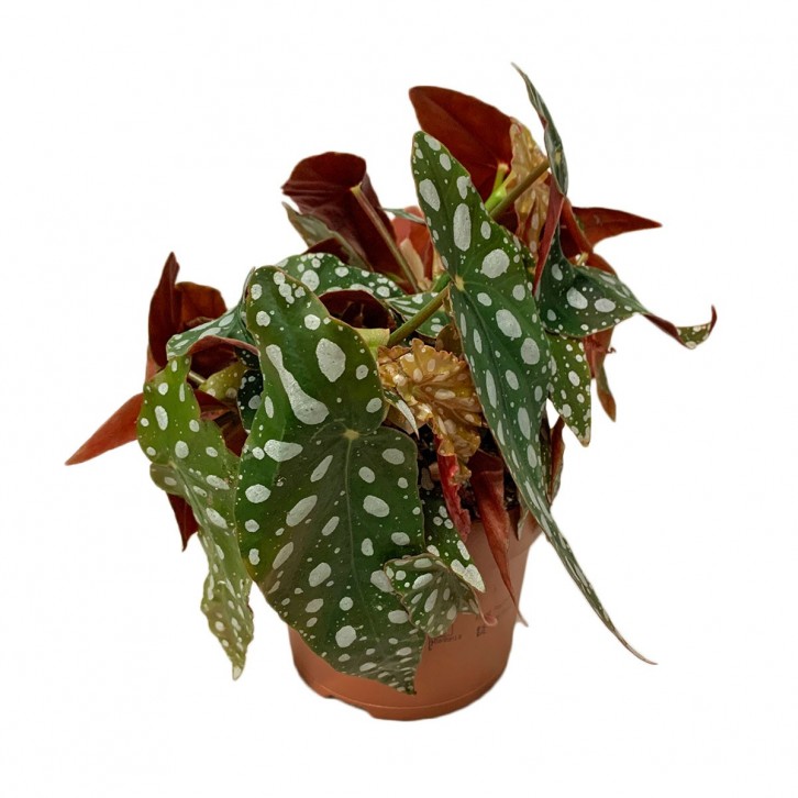 Begonia Maculata (Polka Dot Begonia)