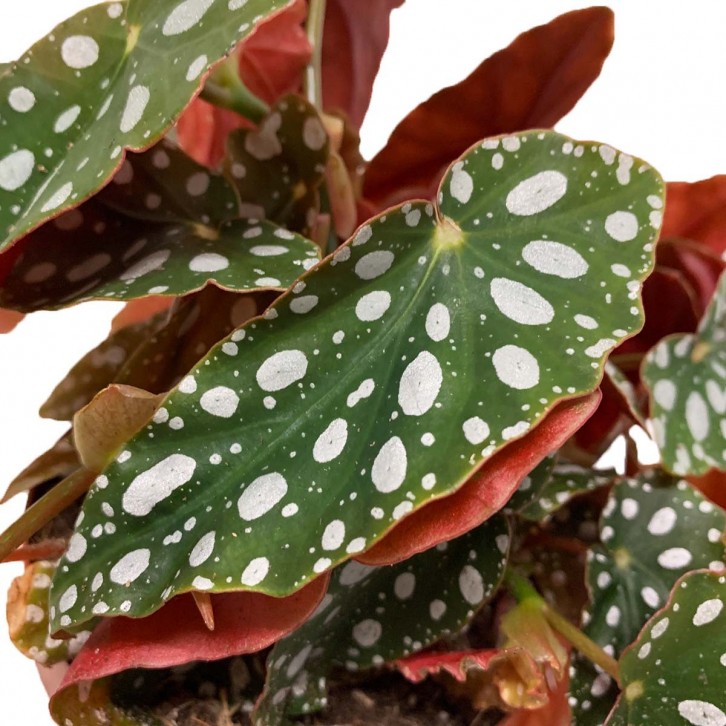Begonia Maculata (Polka Dot Begonia)