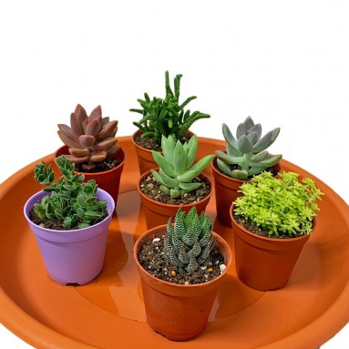 Garden Assorted Mini-Size Succulent