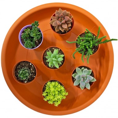 Garden Assorted Mini-Size Succulent