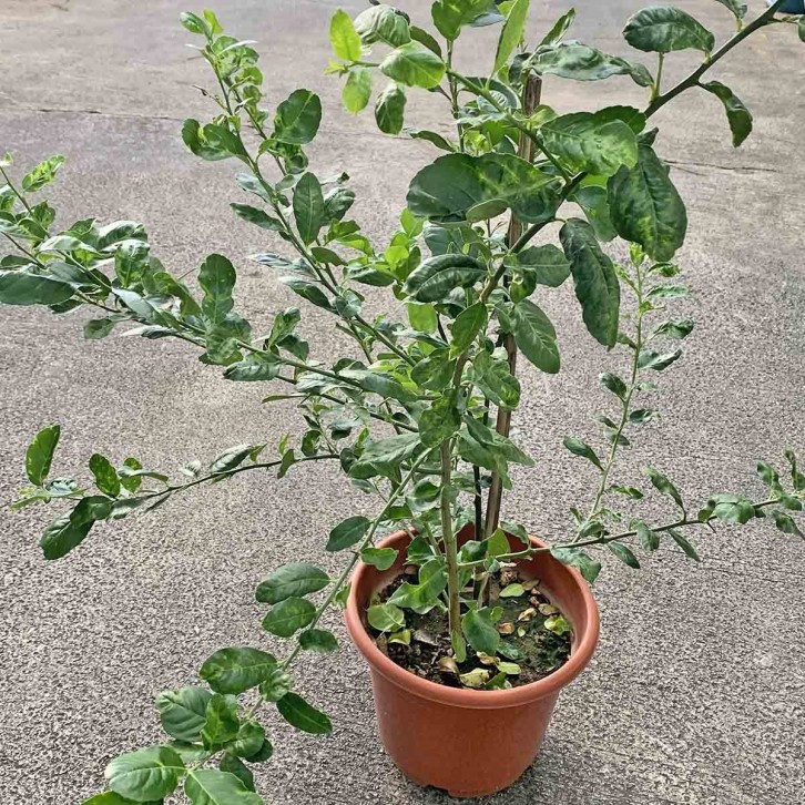 Kaffir Lime (Citrus Hystrix)