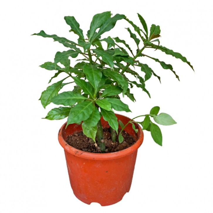 Pereskia Bleo (Seven Star Needle)