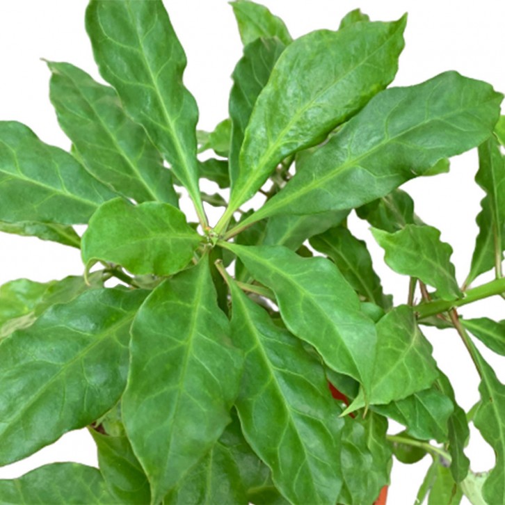 Pereskia Bleo (Seven Star Needle)