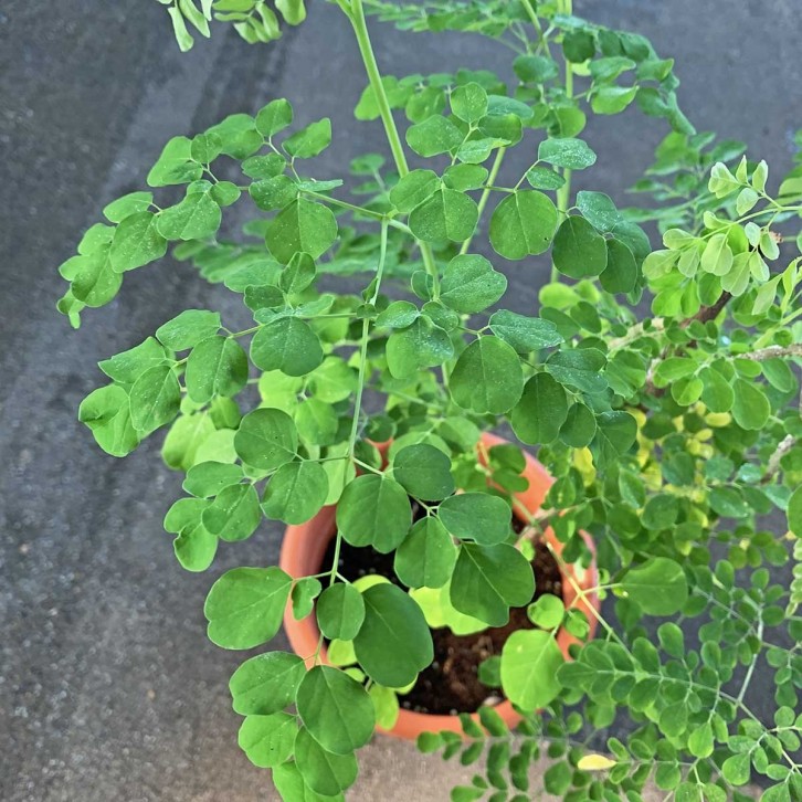 Moringa Oleifera 辣木 (Drumstick Tree)