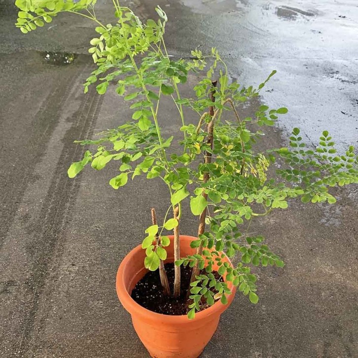 Moringa Oleifera 辣木 (Drumstick Tree)