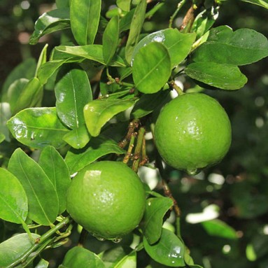 Key Lime 越南柠檬 (Citrus Aurantifolia)