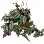 Tradescantia Zebrina 'Red Gem' (Wandering Jew)