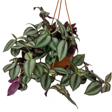 Tradescantia Zebrina 'Red Gem' (Wandering Jew)