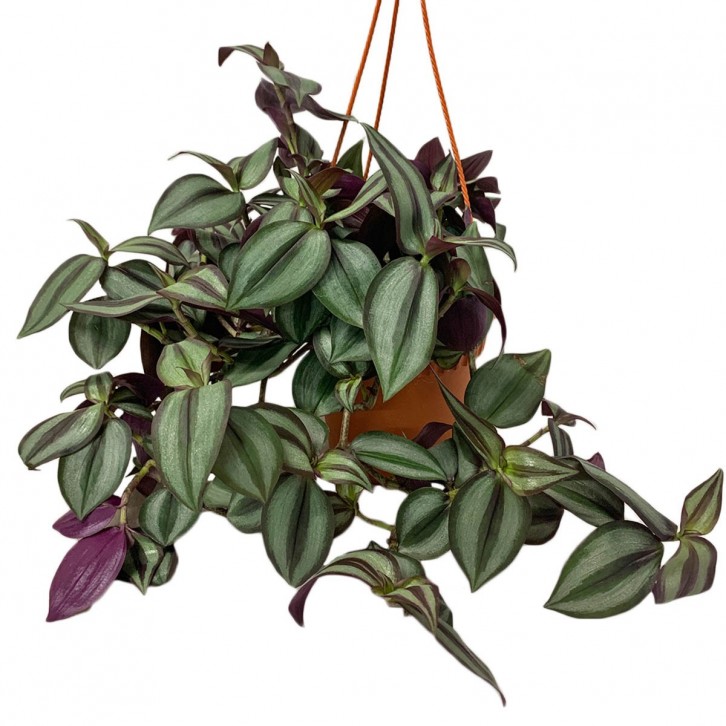 Tradescantia Zebrina 'Red Gem' (Wandering Jew)