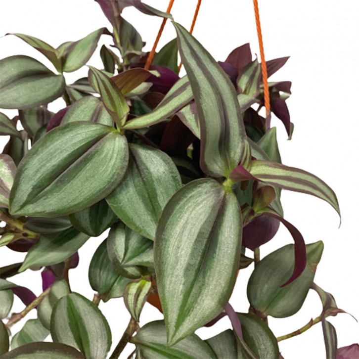 Tradescantia Zebrina 'Red Gem' (Wandering Jew)