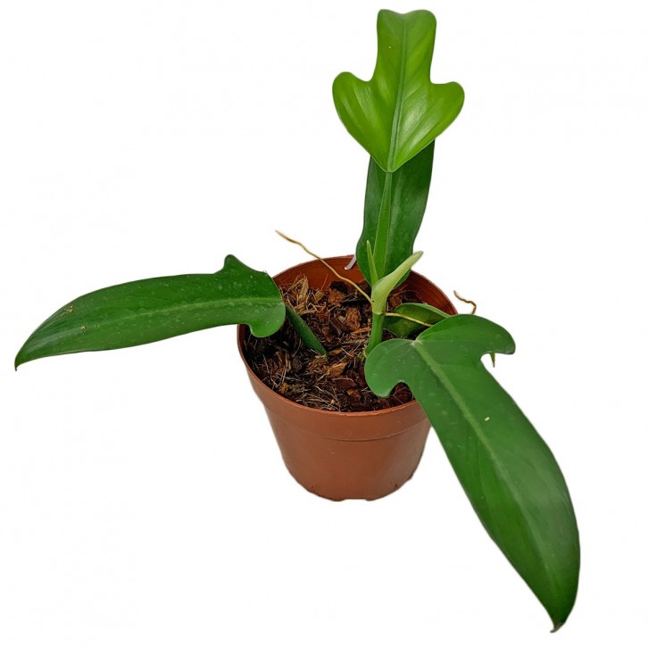 Philodendron Panduriforme