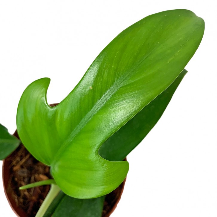 Philodendron Panduriforme