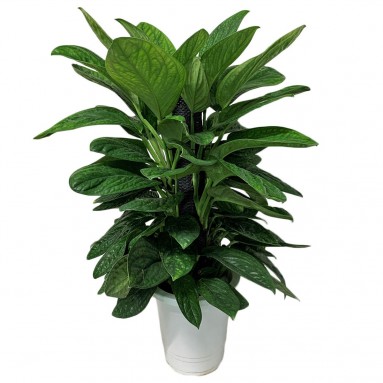 Monstera Dobsonia (Japan)