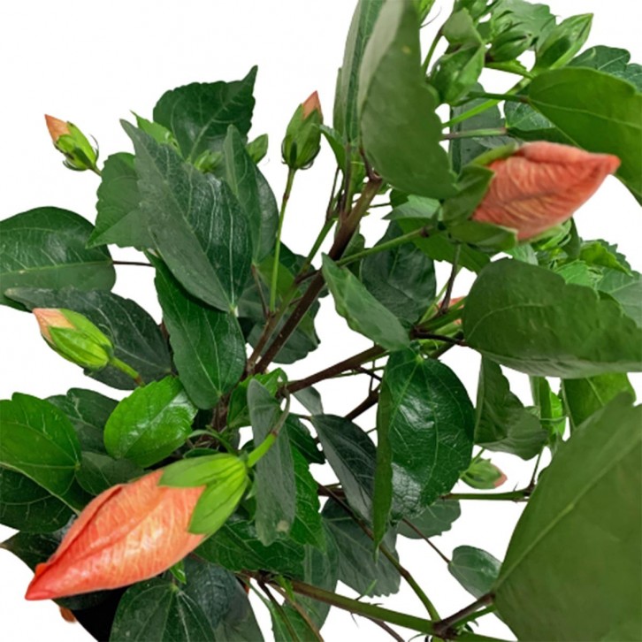 Potted Garden Hibiscus 木芙蓉 (Hibiscus Mutabilis)