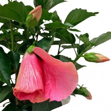 Potted Garden Hibiscus 木芙蓉 (Hibiscus Mutabilis)