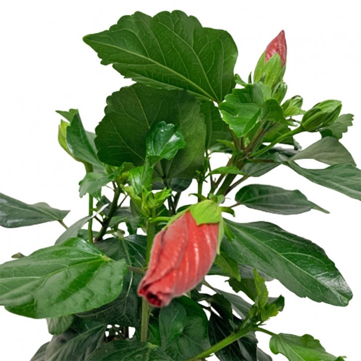 Potted Garden Hibiscus 木芙蓉 (Hibiscus Mutabilis)