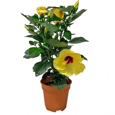 Potted Garden Hibiscus 木芙蓉 (Hibiscus Mutabilis)