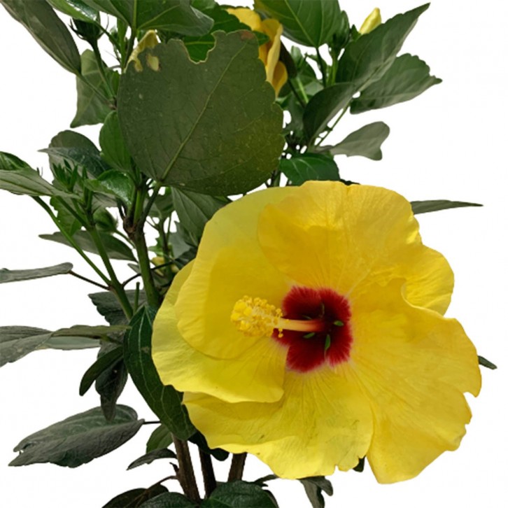 Potted Garden Hibiscus 木芙蓉 (Hibiscus Mutabilis)
