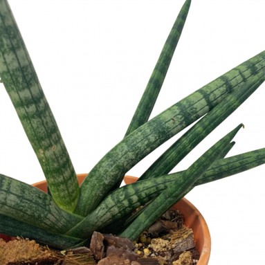 Sansevieria Cylindrica Boncel (1660)