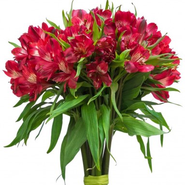 FreshCut Alstroemeria
