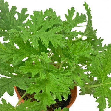 Citronella 驱蚊草 (Mosquito Plant)