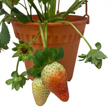 Strawberry Plant (Fragaria Ananassa)
