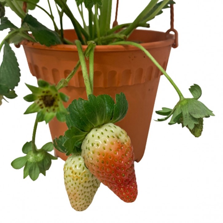 Strawberry Plant (Fragaria Ananassa)