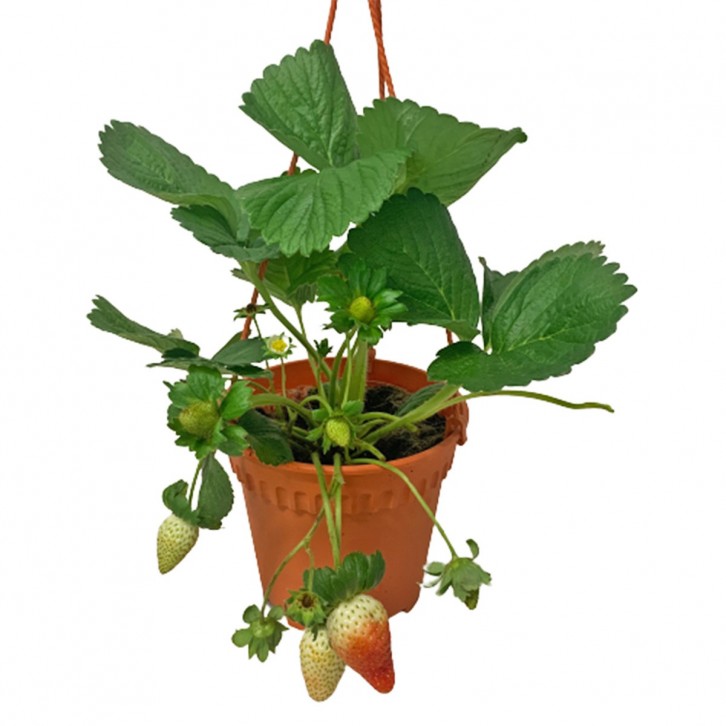 Strawberry Plant (Fragaria Ananassa)