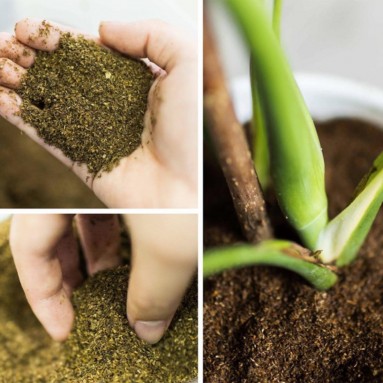 Organic Fertilizer (Jacko)