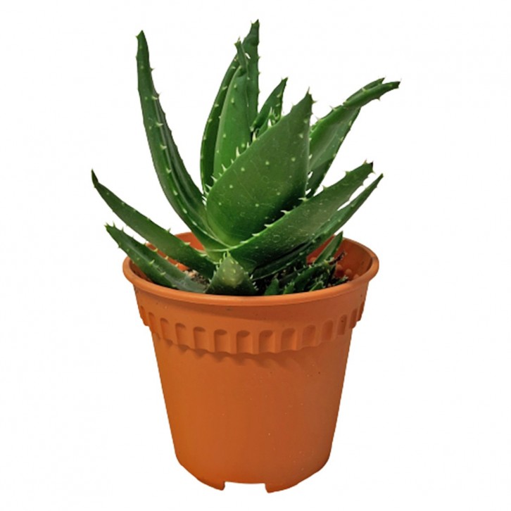 Aloe Mitriformis Perfoliata
