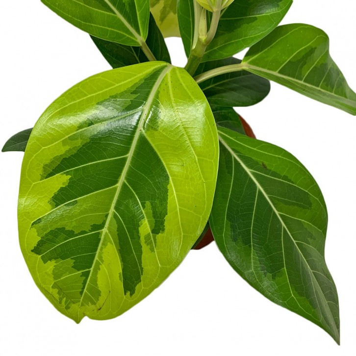 Ficus Benghalensis Variegata