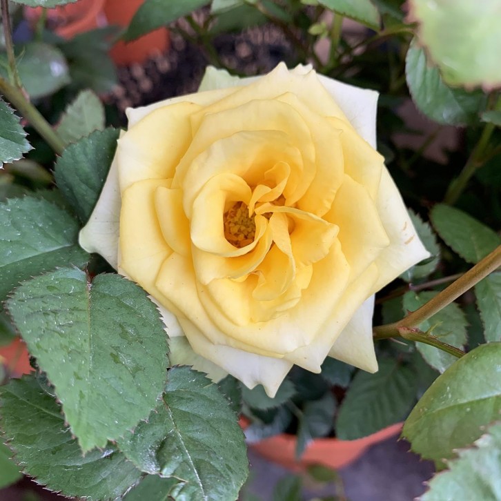 Potted Garden Rose 玫瑰花 12-14cm(Ø)