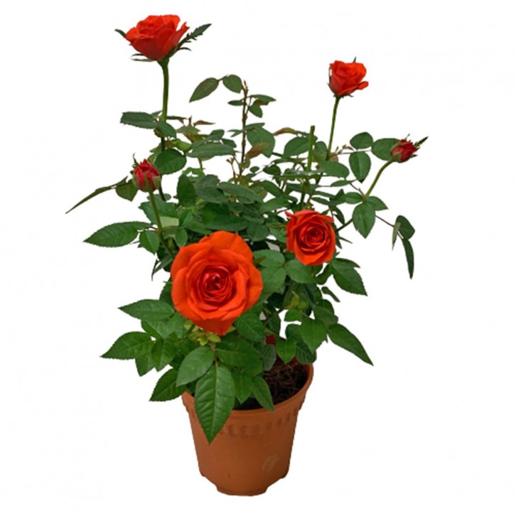 Potted Garden Rose 玫瑰花 12-14cm(Ø)