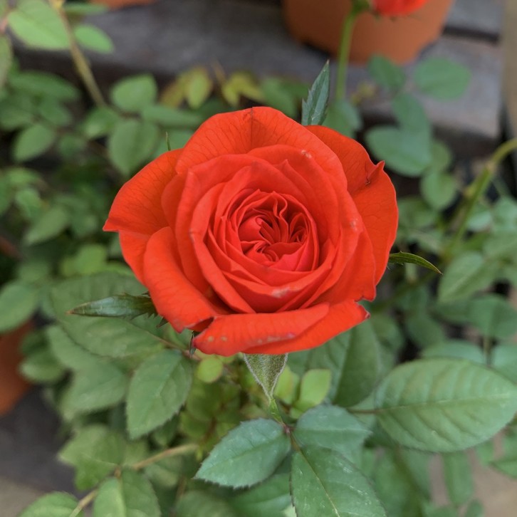 Garden Rose Plant 玫瑰花 (2022)