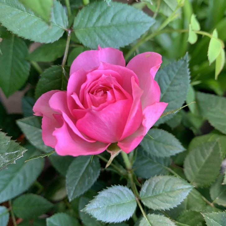 Potted Garden Rose 玫瑰花 20cm(Ø)