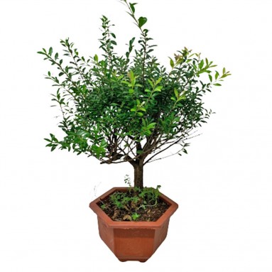 Syzygium Buxifolium 小叶赤楠 (Boxleaf Eugenia)