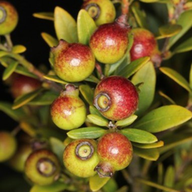 Syzygium Buxifolium 小叶赤楠 (Boxleaf Eugenia)