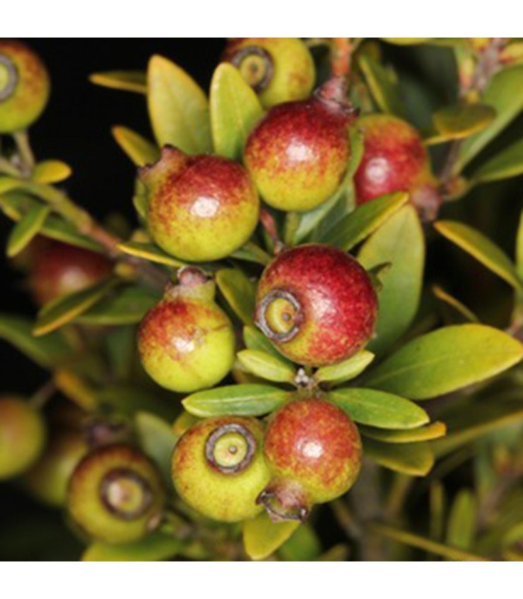 Syzygium Buxifolium 小叶赤楠 (Boxleaf Eugenia)